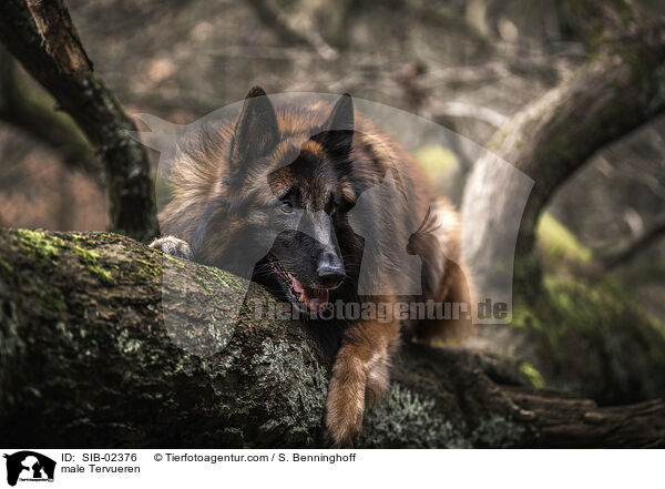 Tervueren Rde / male Tervueren / SIB-02376