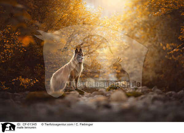 Tervueren Rde / male tervuren / CF-01345