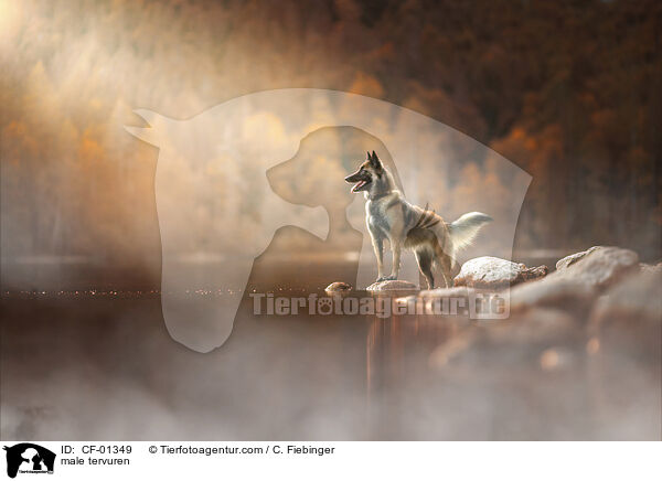 Tervueren Rde / male tervuren / CF-01349
