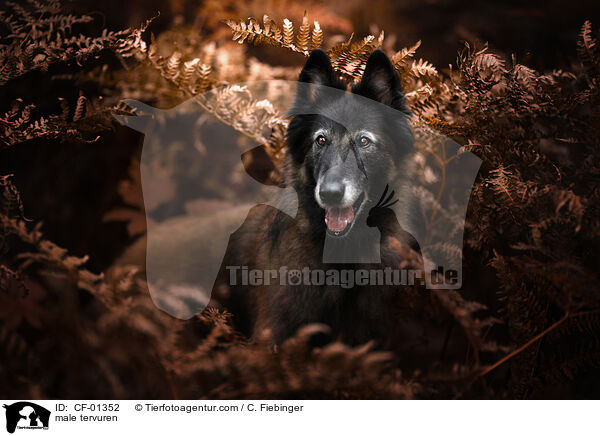 Tervueren Rde / male tervuren / CF-01352