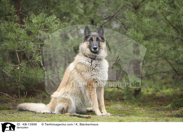 Tervueren / tervuren / KB-13998