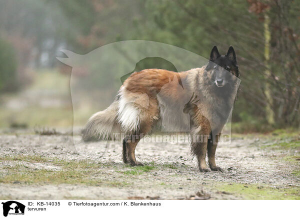 Tervueren / tervuren / KB-14035