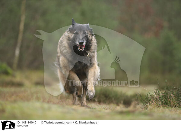 Tervueren / tervuren / KB-14045