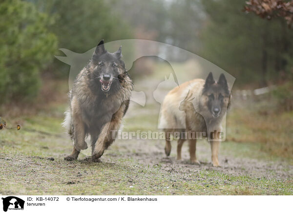 Tervueren / tervuren / KB-14072