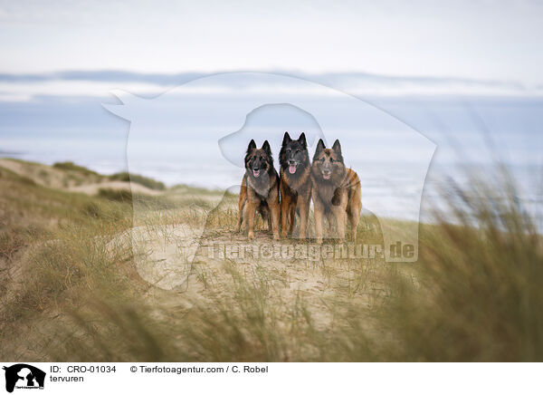 Tervueren / tervuren / CRO-01034