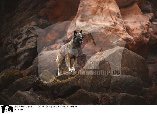 Tervueren / tervuren / CRO-01047