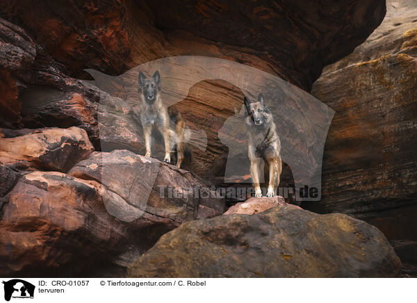 Tervueren / tervuren / CRO-01057