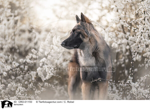 Tervueren / tervuren / CRO-01150