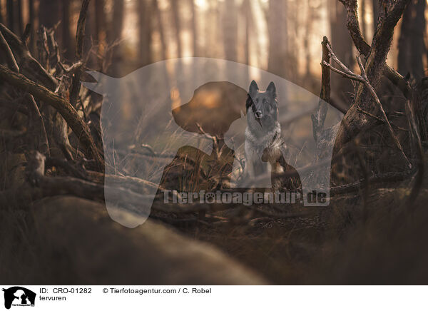 Tervueren / tervuren / CRO-01282