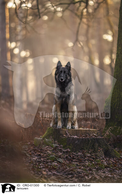 Tervueren / tervuren / CRO-01300