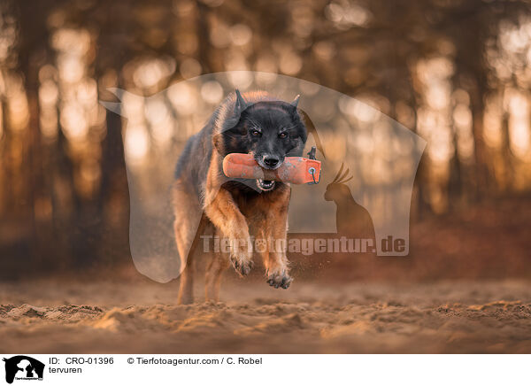 Tervueren / tervuren / CRO-01396