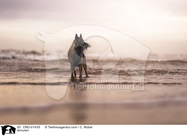 Tervueren / tervuren / CRO-01435