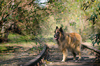 standing Tervueren
