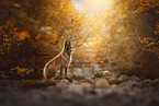 male tervuren