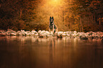 male tervuren