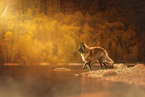 male tervuren