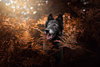 male tervuren