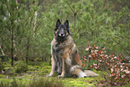 tervuren