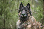 tervuren