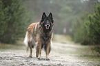 tervuren