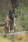 tervuren