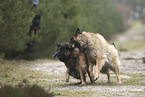 tervuren