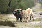 tervuren