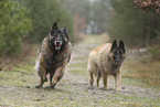 tervuren
