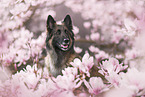 tervuren