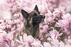 tervuren