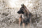 tervuren