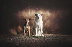 Texas Heeler with Terrier-Mongrel
