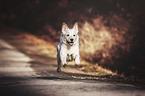 running Texas Heeler