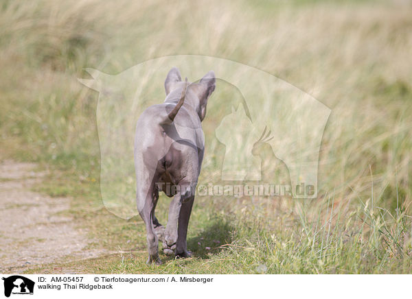 laufender Thai Ridgeback / walking Thai Ridgeback / AM-05457