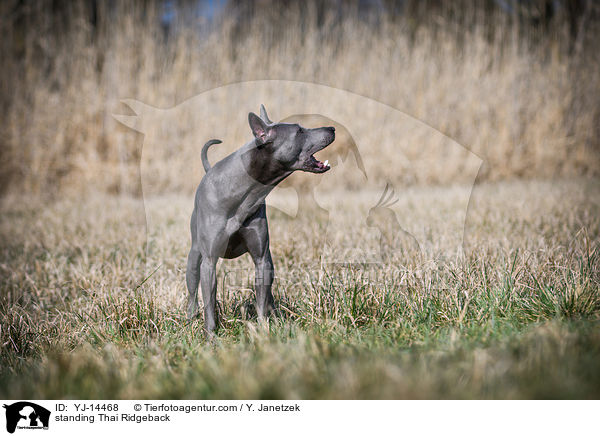 stehender Thai Ridgeback / standing Thai Ridgeback / YJ-14468
