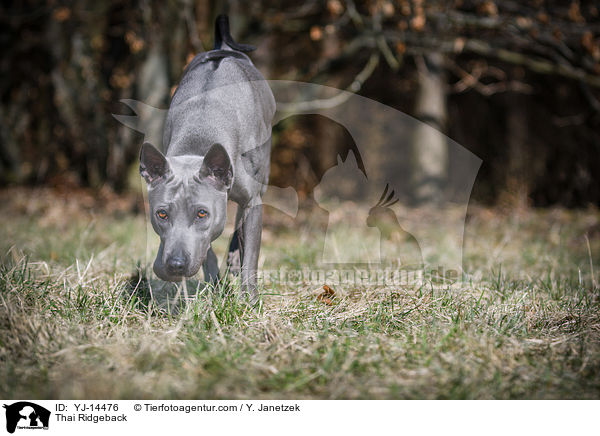 Thai Ridgeback / Thai Ridgeback / YJ-14476