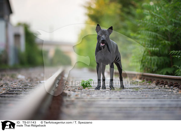 Thai Ridgeback Rde / male Thai Ridgeback / TS-01143
