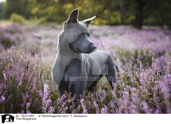 Thai Ridgeback / Thai Ridgeback / TS-01285