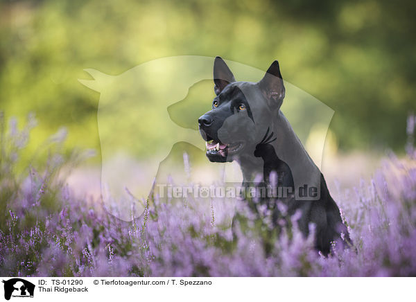 Thai Ridgeback / Thai Ridgeback / TS-01290