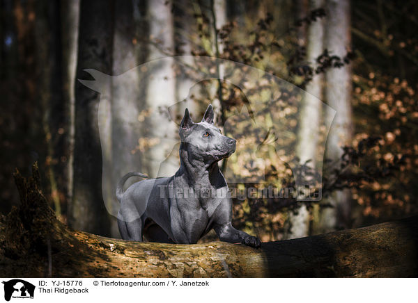 Thai Ridgeback / Thai Ridgeback / YJ-15776