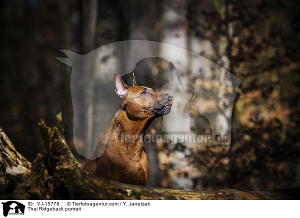 Thai Ridgeback Portrait / Thai Ridgeback portrait / YJ-15778