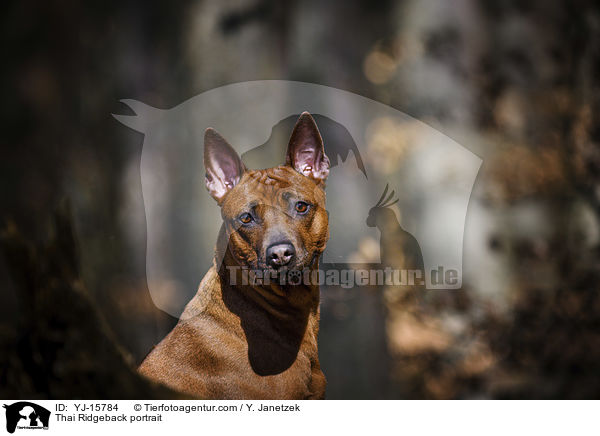 Thai Ridgeback Portrait / Thai Ridgeback portrait / YJ-15784