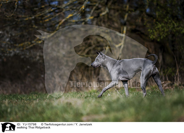 laufender Thai Ridgeback / walking Thai Ridgeback / YJ-15798