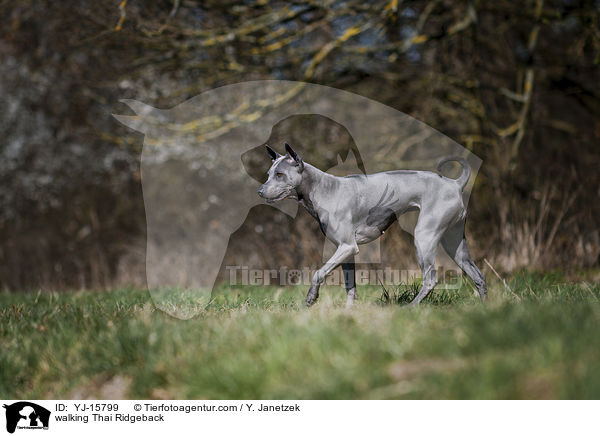 laufender Thai Ridgeback / walking Thai Ridgeback / YJ-15799