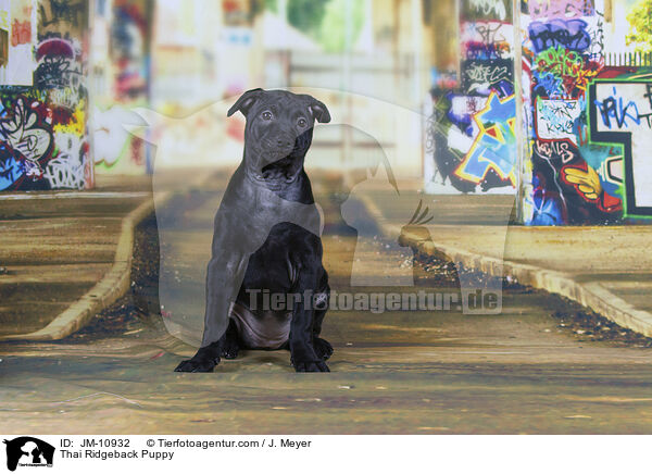 Thai Ridgeback Welpe / Thai Ridgeback Puppy / JM-10932