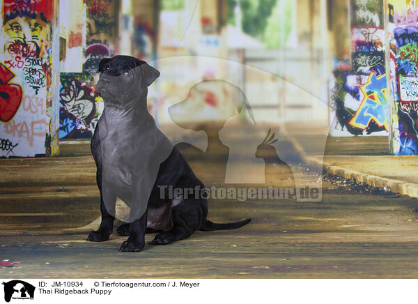 Thai Ridgeback Welpe / Thai Ridgeback Puppy / JM-10934