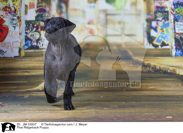 Thai Ridgeback Welpe / Thai Ridgeback Puppy / JM-10937