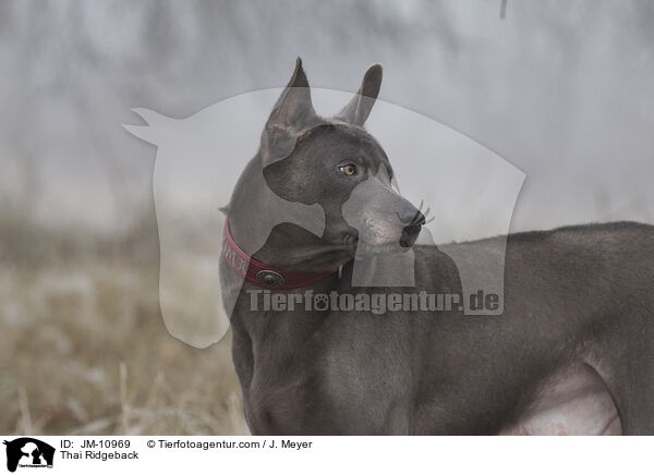 Thai Ridgeback / Thai Ridgeback / JM-10969