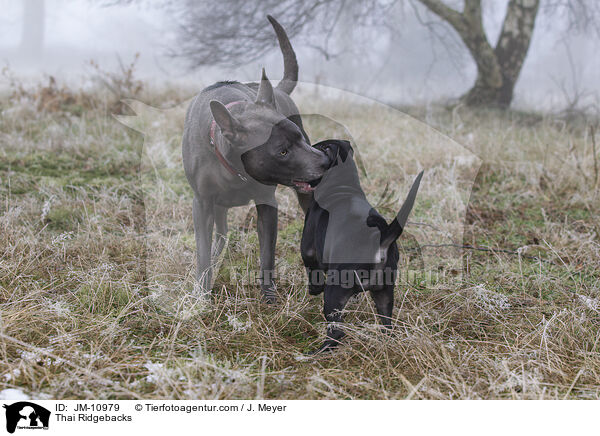 Thai Ridgebacks / Thai Ridgebacks / JM-10979