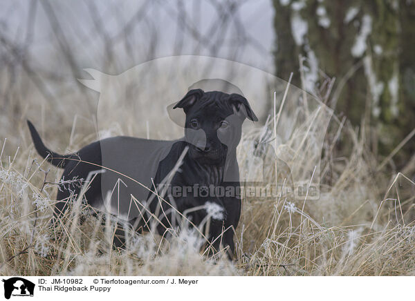 Thai Ridgeback Puppy / JM-10982